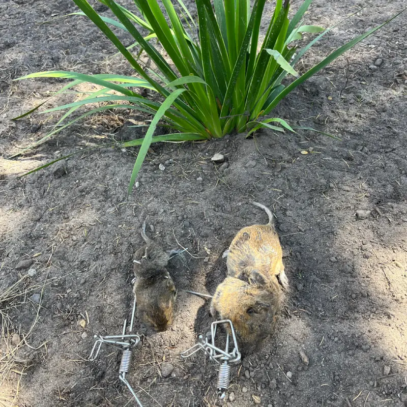 7 Rodent Infestation Signs Every Salinas Homeowner Should Know